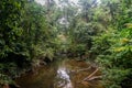 Brown river in the tropical rainforest jungle in Gunung Mulu National park. Sarawak Royalty Free Stock Photo