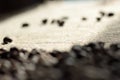 Brown roasted coffee beans are scattered on the burlap macro Royalty Free Stock Photo