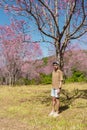 A brown-robed Asian tourist in a hat stands under a full blooming pink Phaya Sua Krong tree on a clear day on Phu Lom Lo, a