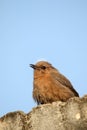 Brown robin Royalty Free Stock Photo