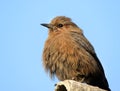 Brown robin Royalty Free Stock Photo