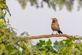 A brown Robin drying its feathers Royalty Free Stock Photo