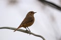 A brown robin perched on a branch Royalty Free Stock Photo