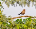 A Brown Robin sitting Royalty Free Stock Photo