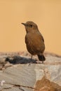 A brown rock chat Royalty Free Stock Photo