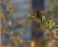 Brown Rock Chat Bird Royalty Free Stock Photo