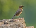 Brown Rock-chat Bird