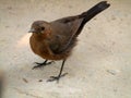 The brown rock chat or Indian chat Oenanthe fusca is a bird in the chat Saxicolinae subfamily and is found mainly in northern Royalty Free Stock Photo