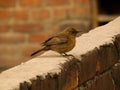 Brown rock chat sparrow sitting on brick wall of cement Royalty Free Stock Photo