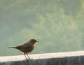 Brown Rock Chat sparrow Royalty Free Stock Photo