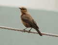 Brown Rock Chat & x28;Indian& x29; Bird Royalty Free Stock Photo