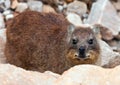Brown Rock hyrax Royalty Free Stock Photo