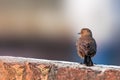 Brown rockchat Royalty Free Stock Photo