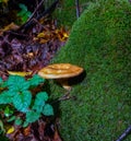 The brown roll-rim, common roll-rim (Paxillus involutus) Royalty Free Stock Photo