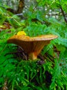 The brown roll-rim, common roll-rim (Paxillus involutus) Royalty Free Stock Photo