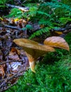 The brown roll-rim, common roll-rim (Paxillus involutus) Royalty Free Stock Photo