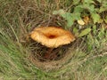 Brown roll-rim fungus surrounded by grass