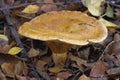 Brown Roll-rim - Paxillus involutus