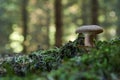 Brown Roll Rim, Poison Pax or Common Roll Rim Paxillus involutus poisonous mushroom