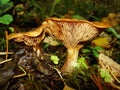 Brown Roll Rim, Poison Pax or Common Roll Rim Paxillus involutus poisonous mushroom in summer forest. Autumn weird mushroom