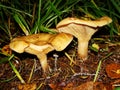 Brown Roll Rim, Poison Pax or Common Roll Rim Paxillus involutus poisonous mushroom in summer forest. Autumn weird mushroom