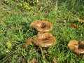 Brown Rollin mushrooms Royalty Free Stock Photo