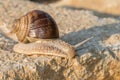 Brown Roman snail on a stone Royalty Free Stock Photo