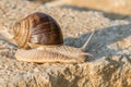 Brown Roman snail on a stone Royalty Free Stock Photo