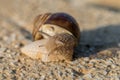 Brown Roman snail on a stone