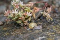 Brown Roman snail on a stone