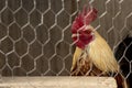 Brown rooster behind a mesh in his pen, looking at the camera with space for text Royalty Free Stock Photo