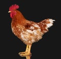 Brown rooster on black background, live chicken, one closeup farm animal