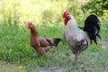 Brown rooster and female chicken moving around in the home garden