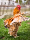Brown Rooster flapping its wings on green grass