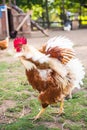 Brown Rooster flapping its wings on green grass