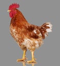 Brown rooster on gray background, live chicken, one closeup farm animal