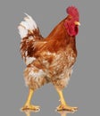 Brown rooster on gray background, live chicken, one closeup farm animal