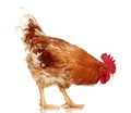 Brown rooster on white background, isolated object, live chicken, one closeup farm animal