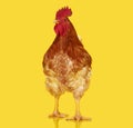 Brown rooster on yellow background, live chicken, one closeup farm animal