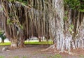 Brown roots and trunk of a giant banyan tree in a park Royalty Free Stock Photo