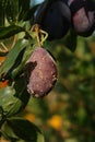 Brown rot fungal disease (Monilinia fructicola) on a single plum, close-up, natural blurred background