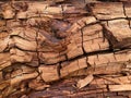 Wood Decay. Cubical Brown Rot