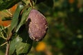 Brown rot (Monilinia fructicola) on a ripe plum on the tree, close-up, blurred background, copy space for text. Moldy