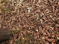 Brown rotten leaves and dried foliage on a forest patch