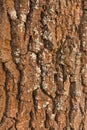 Brown rough common oak bark Royalty Free Stock Photo