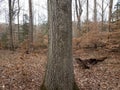 brown rough tree trunk bark in forest or woods