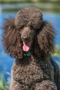 Brown royal poodle at the lake