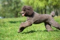 Brown royal poodle runs