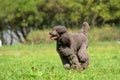 Brown royal poodle runs