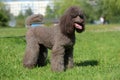 Brown royal poodle in the summer
